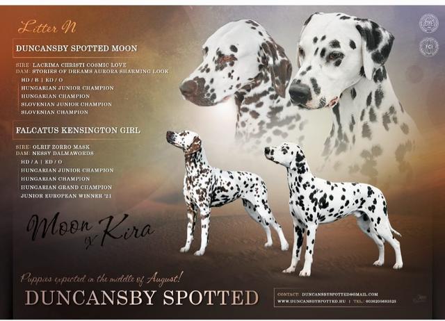 Duncansby Spotted Moon & Falcatus Kensington Girl
