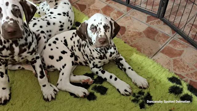 Dalmatian puppies for sale, can be booked from Duncansby Spotted kennel